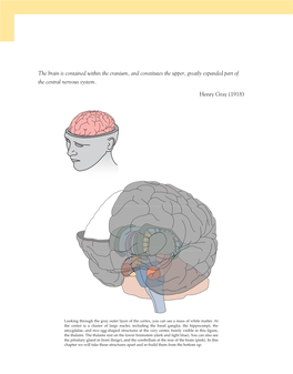 The Brain Is Contained Within the Cranium, and Constitutes the Upper, Greatly Expanded Part of the Central Nervous System