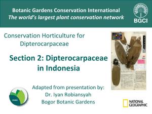 Conservation Horticulture for Dipterocarpaceae Section 2: Dipterocarpaceae in Indonesia