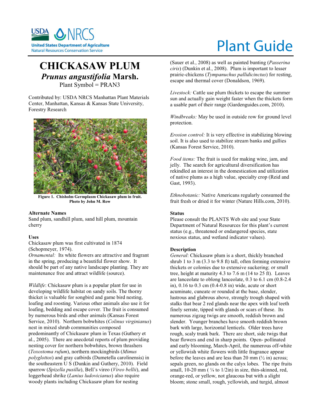 Chickasaw Plum Plant Guide