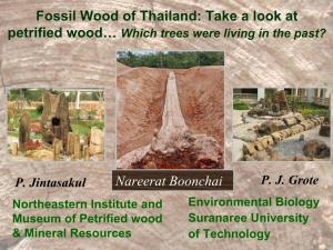 Petrified Wood Records & Discovery in Thailand