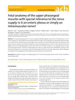 Fetal Anatomy of the Upper Pharyngeal Muscles with Special Reference to the Nerve Supply: Is It an Enteric Plexus Or Simply an Intramuscular Nerve?