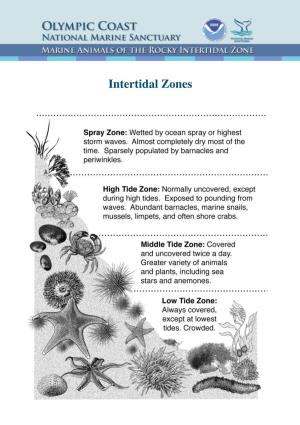Intertidal Zones Cnidaria (Stinging Animals)