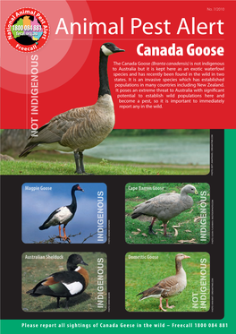 Animal Pest Alert: Canada Goose