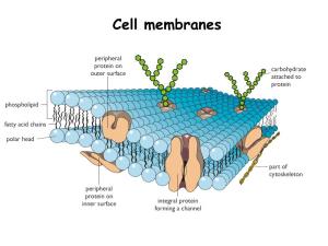 Applied Science Cell Membrane