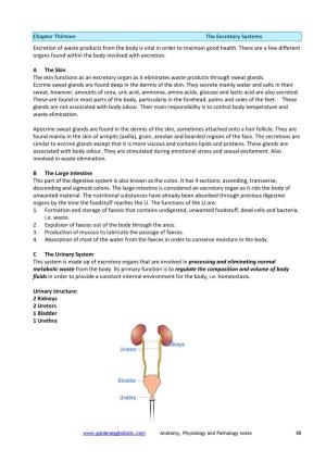 The Urinary System-Notes