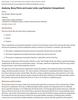 Posterior Compartment of the Lower