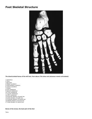 Skeletal Foot Structure