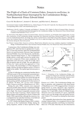 The Flight of a Flock of Common Eiders, Somateria Mollisima, in Northumberland Strait Interrupted by the Confederation Bridge, N