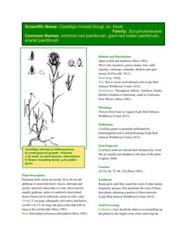 Scientific Name: Castilleja Miniata Dougl. Ex. Hook. Family: Scrophulariaceae Common Names: Common Red Paintbrush, Giant Red Indian Paintbrush, Scarlet Paintbrush