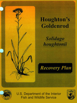 Houghton's Goldenrod