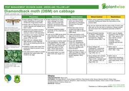 Diamondback Moth (DBM) on Cabbage Plutella Xylostella (Syn