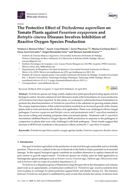 The Protective Effect of Trichoderma Asperellum on Tomato Plants