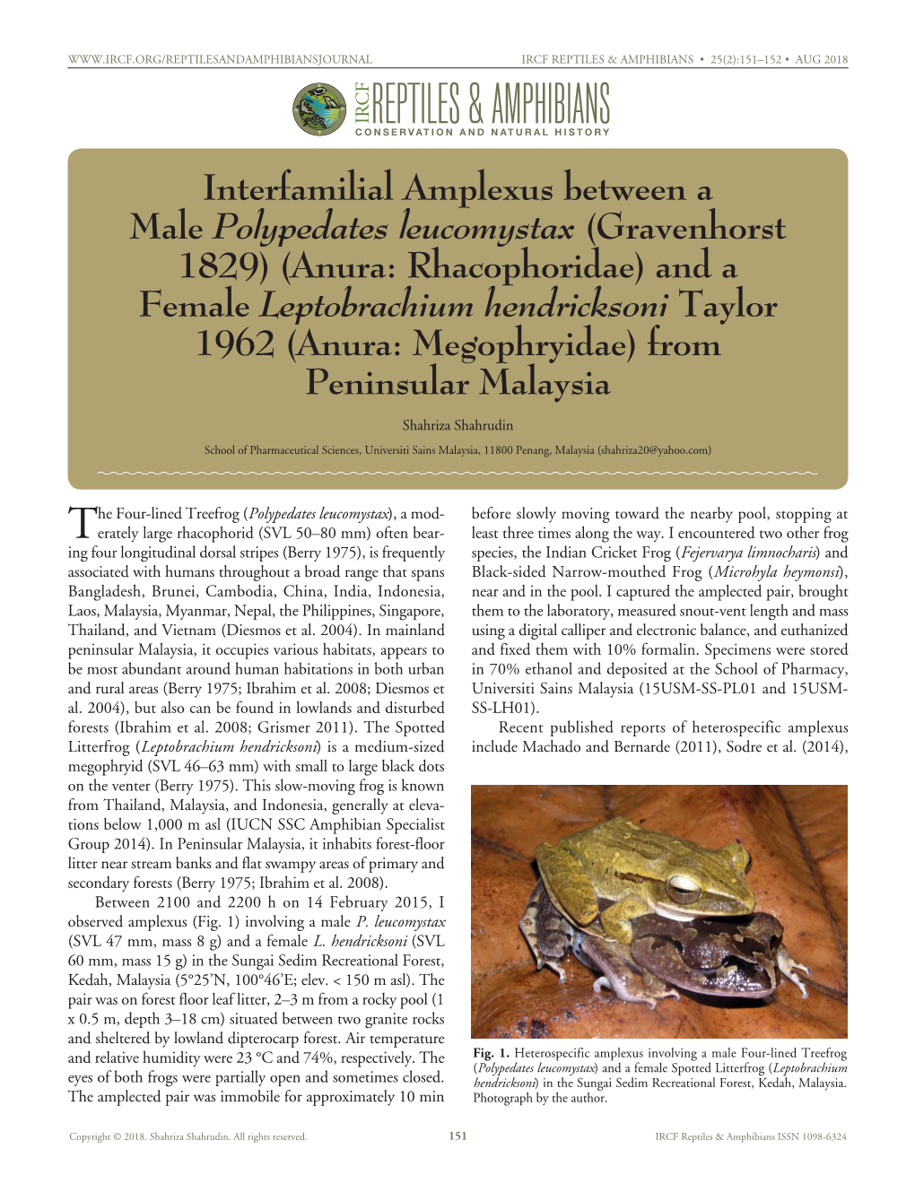 Interfamilial Amplexus Between a Male Polypedates Leucomystax