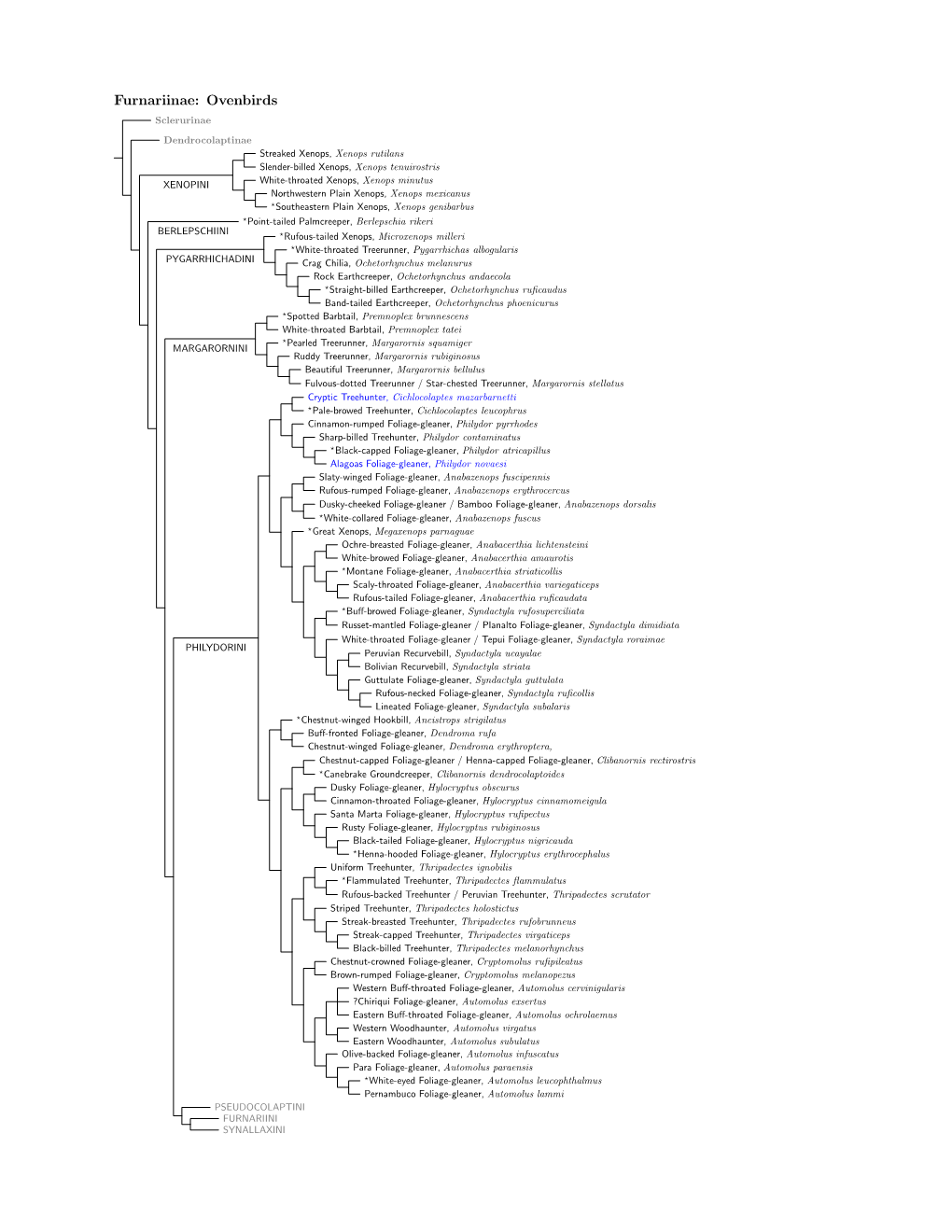 Furnariinae Species Tree, Part 1