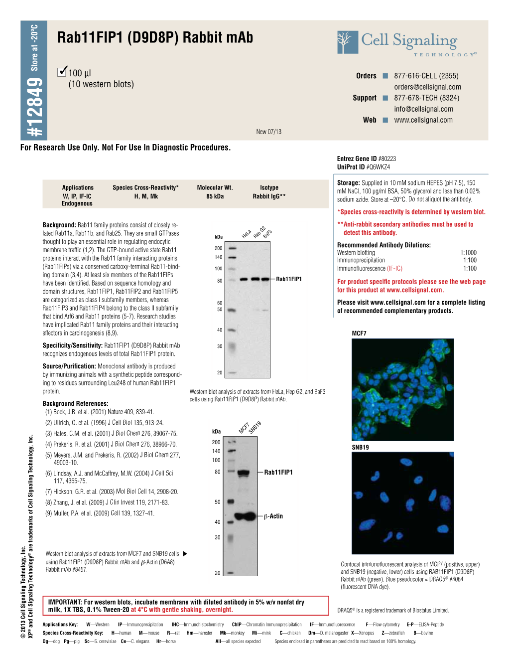 Rab11fip1 (D9D8P) Rabbitmab 3 Endogenous Applications W, IP, IF-IC Pg—Pig  (10 Westernblots) 100 Μl Sc—S