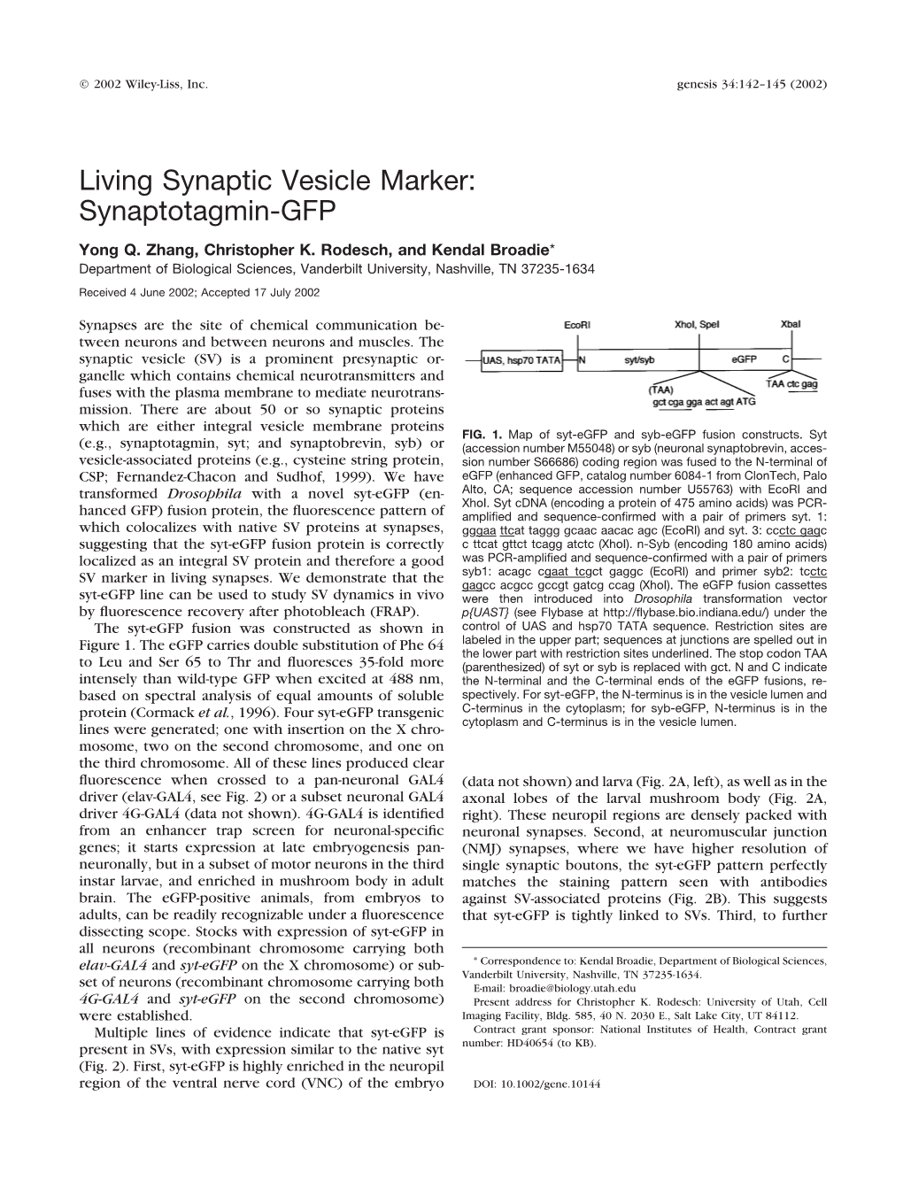 Living Synaptic Vesicle Marker: Synaptotagmin-GFP