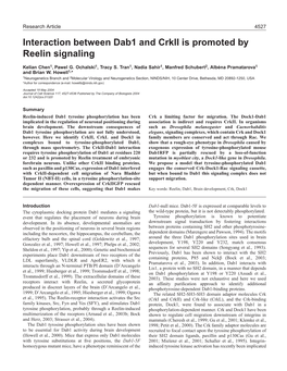 Interaction Between Dab1 and Crkii Is Promoted by Reelin Signaling