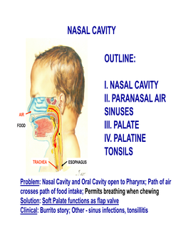 I. Nasal Cavity Ii. Paranasal Air Sinuses Iii. Palate Iv. Palatine Tonsils