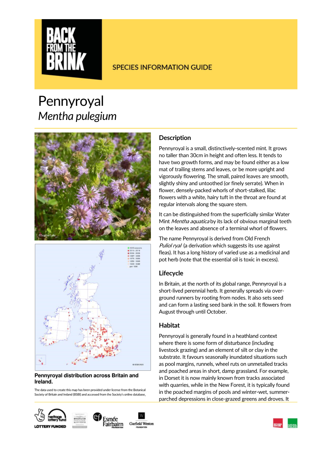 Pennyroyal (Mentha Pulegium)