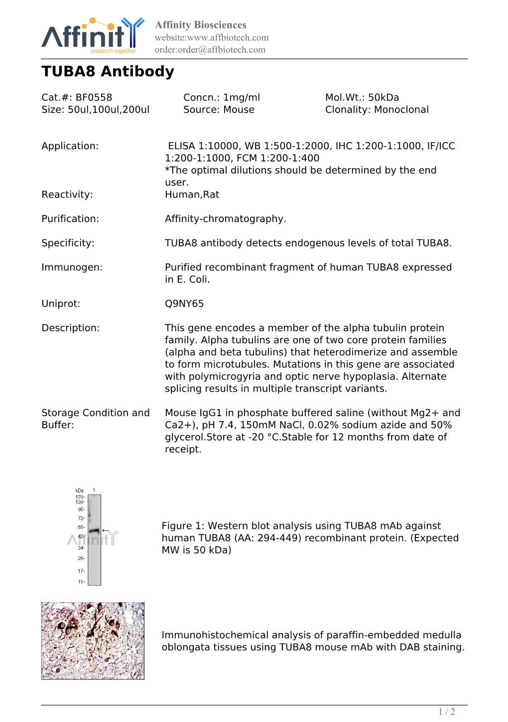 BF0558-TUBA8 Antibody