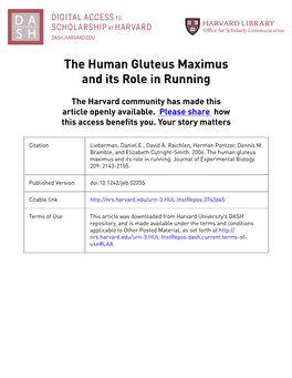 The Human Gluteus Maximus and Its Role in Running