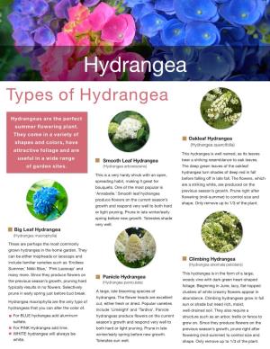Hydrangea Types of Hydrangea