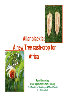 Allanblackia: a New Tree Cash-Crop for Africa