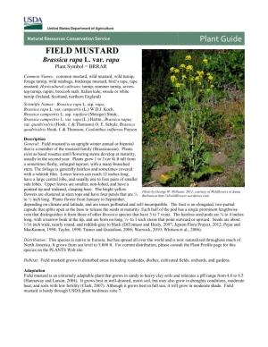 Field Mustard (Brassica Rapa Var. Rapa) Plant Guide