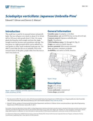 Sciadopitys Verticillata: Japanese Umbrella-Pine1 Edward F