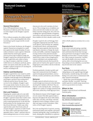 KLMN Featured Creature Douglas's Squirrel