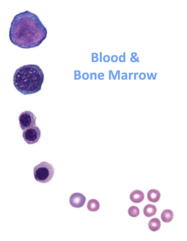 Blood & Bone Marrow
