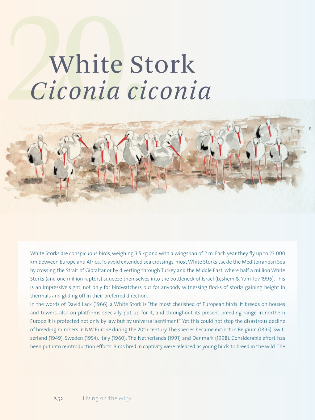 White Stork Ciconia Ciconia 253