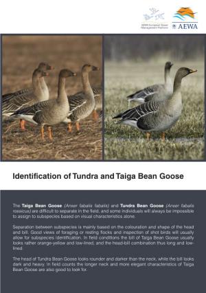 Identification of Tundra and Taiga Bean Goose