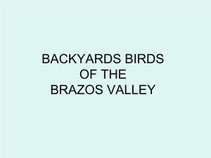 Backyards Birds of the Brazos Valley
