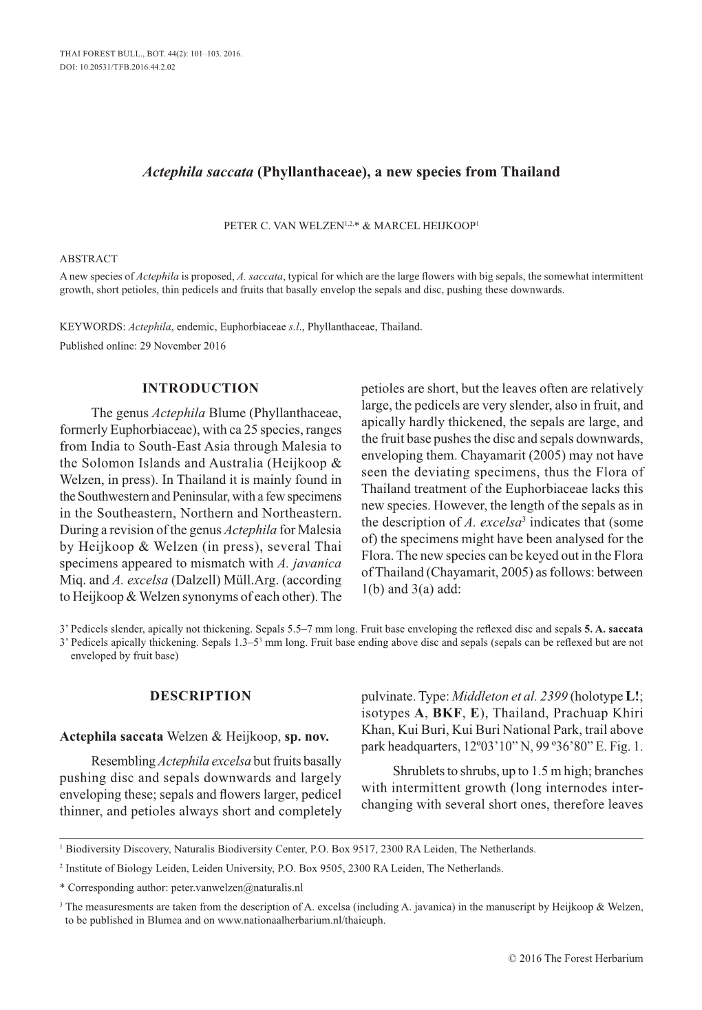 Actephila Saccata (Phyllanthaceae), a New Species from Thailand