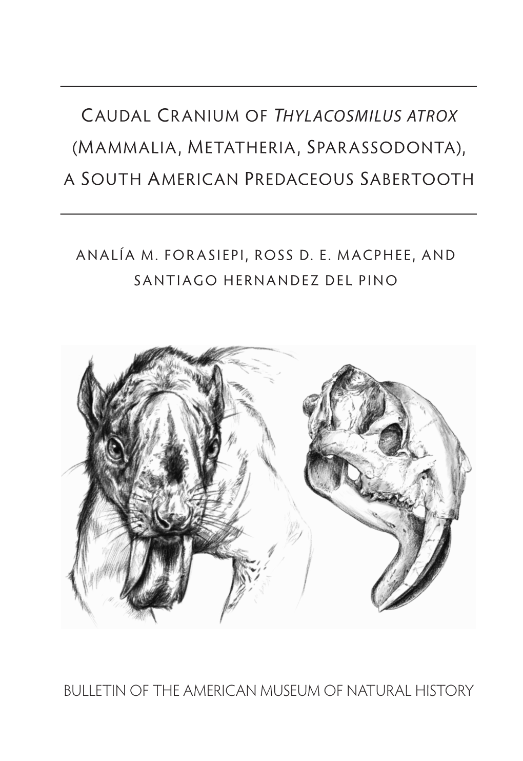 Caudal Cranium of Thylacosmilus Atrox (Mammalia, Metatheria, Sparassodonta), a South American Predaceous Sabertooth