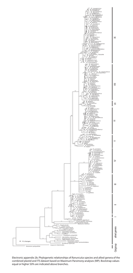 Electronic Appendix 2B. Phylogenetic Relationships of Ranunculus