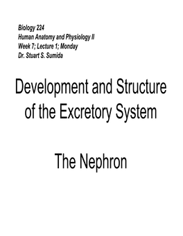 Development and Structure of the Excretory System the Nephron