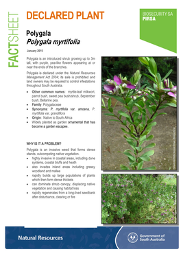 Polygala Polygala Myrtifolia