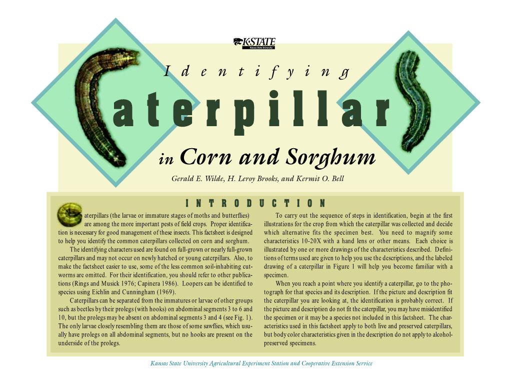 S121 Identifying Caterpillars in Corn and Sorghum