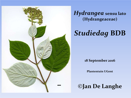 Hydrangea Sensu Lato (Hydrangeaceae)