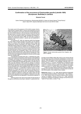 Confirmation of the Occurrence of Centruroides Gracilis (Latreille 1805) (Scorpiones: Buthidae) in Jamaica