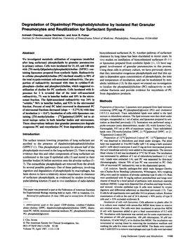Degradation of Dipalmitoyl Phosphatidylcholine by Isolated Rat