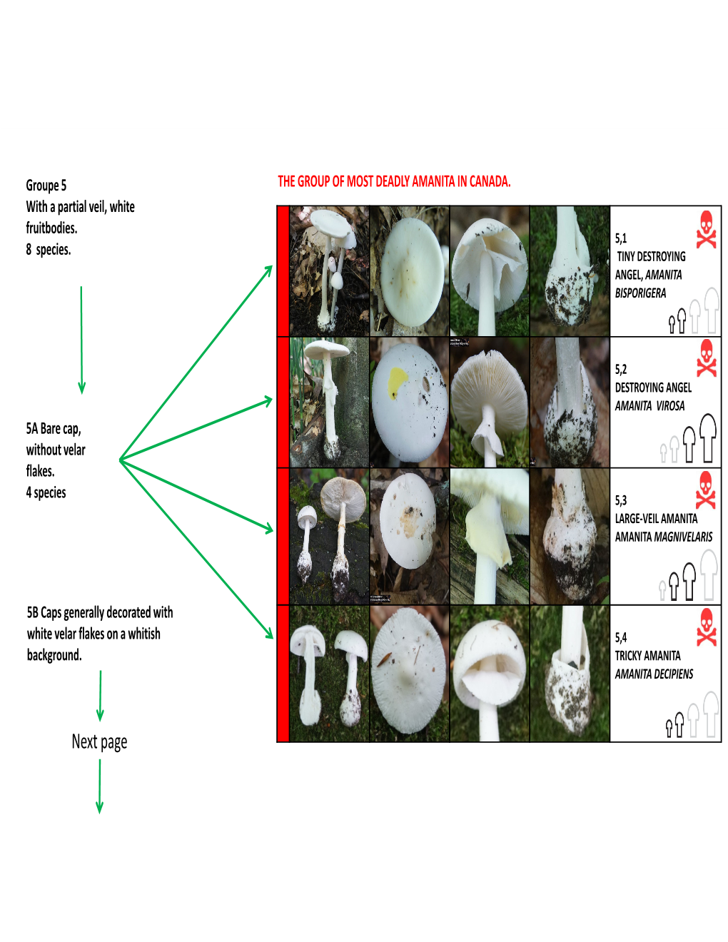 Next Page # 5,5 # RISTICH’S AMANITA Groupe 5B AMANITA RISTICHII with a Partial Veil