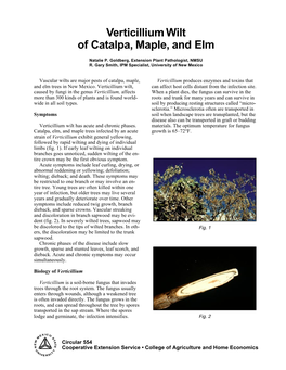 Verticillium Wilt of Catalpa, Maple, and Elm (Circular 554)