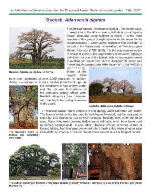 Baobab, Adansonia Digitata