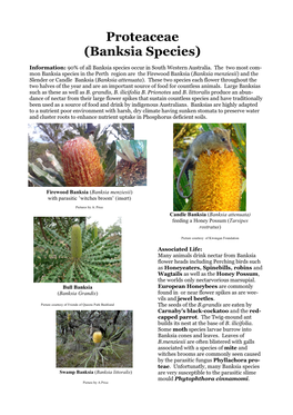 Proteaceae (Banksia Species)