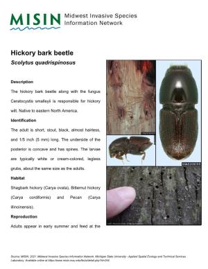 Hickory Bark Beetle Scolytus Quadrispinosus
