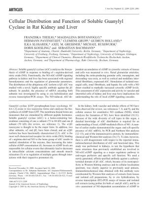 Cellular Distribution and Function of Soluble Guanylyl Cyclase in Rat Kidney and Liver