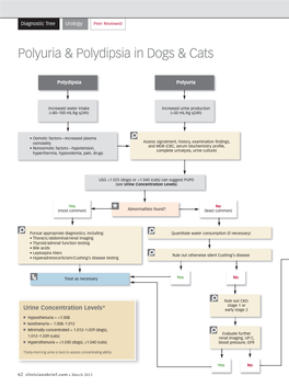 Polyuria & Polydipsia in Dogs & Cats